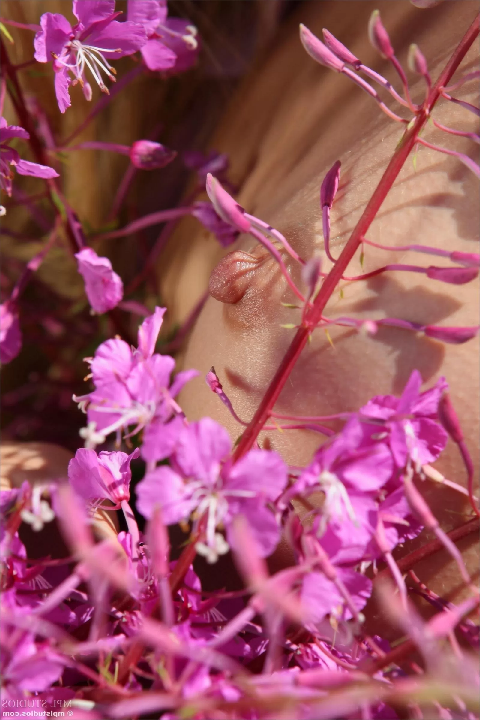 Artisa Splash of Color ( )